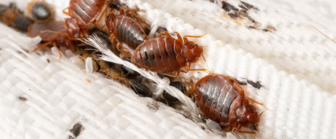 Is a Bed Bug Heat Treatment the Most Effective?